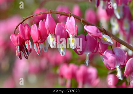 Blumen rot Tränendes Herz (Lamprocapnos Spectabilis) Stockfoto