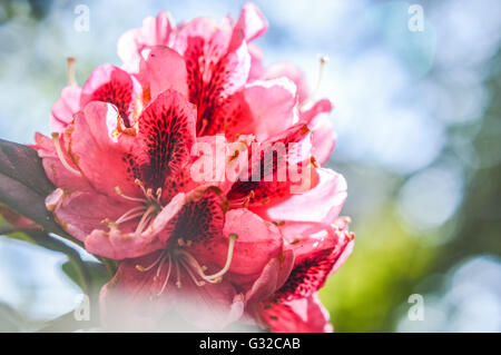 hell rosa Magenta Rhododendron Blüte Nahaufnahme Stockfoto
