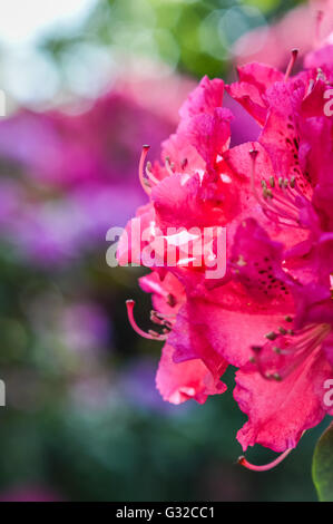 helles Magenta Rhododendron Blüte Nahaufnahme Stockfoto