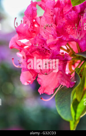 helles Magenta Rhododendron Blüte Nahaufnahme Stockfoto