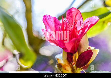 Magenta Rhododendron Blüte Nahaufnahme Stockfoto