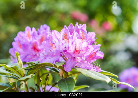 schöne lila Rhododendron Blüten Nahaufnahme Stockfoto