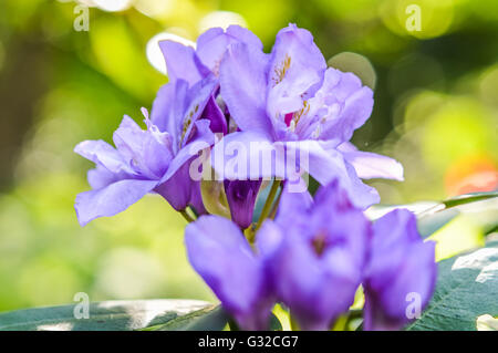 hell lila Rhododendron Stockfoto