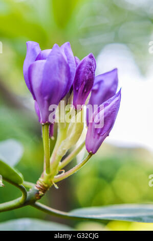 Blüte lila Rhododendron Blüte Nahaufnahme Stockfoto