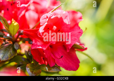 Rosa Magenta Rhododendron Blüte Nahaufnahme Stockfoto
