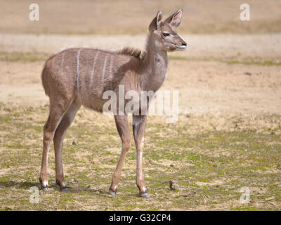 Juvenile große Kudu (Tragelaphus Strepsiceros) stehend auf sand Stockfoto