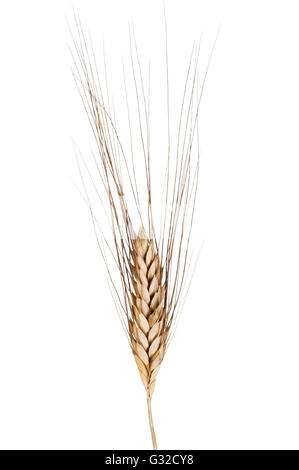 Ohr von Weizen (Triticum spp.) Sorte Senatore Cappelli Stockfoto