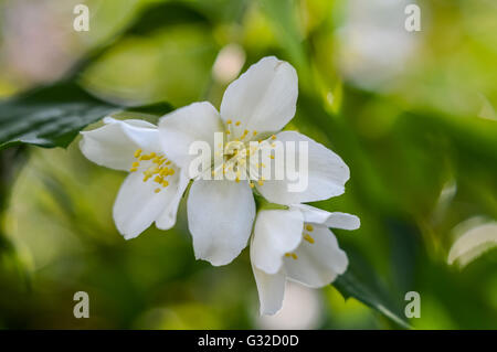 Makroaufnahme einer blühenden Jasmin Blume Stockfoto