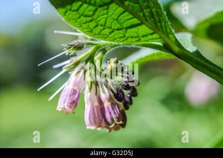 Beinwell (Symphytum Officinale) Blumen hautnah Stockfoto