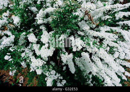 Strauch mit kleinen weißen Blüten auf einem Zweige in der Natur