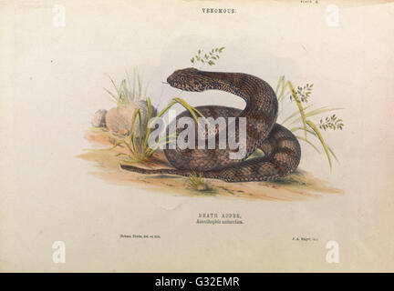 Helena Forde - Death Adder, Acanthophis Antarktis - Museum Victoria, Carlton Australien Stockfoto