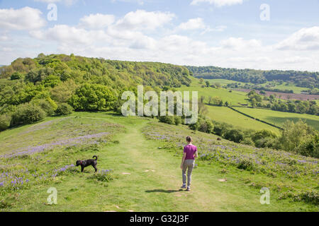 Frühling gehen auf Cam Gipfel in Richtung Cam Long Down auf die Cotswold Weg, Gloucestershire, England, UK Stockfoto