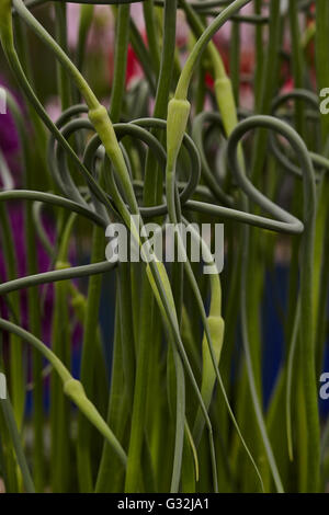 Chelsea Flower Show 2016 Stockfoto