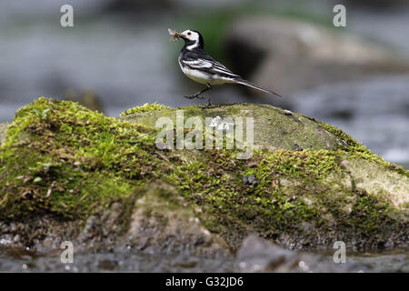 Trauerschnäpper Bachstelze (Motacilla Alba) Stand auf einem Felsen am Fluss. Schnabel voller fliegen. Aufgenommen in Angus, Schottland. Stockfoto