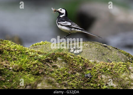 Trauerschnäpper Bachstelze (Motacilla Alba) Stand auf einem Felsen am Fluss. Schnabel voller fliegen. Aufgenommen in Angus, Schottland. Stockfoto