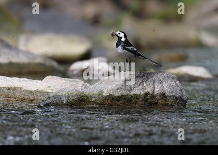 Trauerschnäpper Bachstelze (Motacilla Alba) Stand auf einem Felsen am Fluss. Schnabel voller fliegen. Aufgenommen in Angus, Schottland. Stockfoto