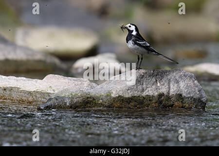 Trauerschnäpper Bachstelze (Motacilla Alba) Stand auf einem Felsen am Fluss. Schnabel voller fliegen. Aufgenommen in Angus, Schottland. Stockfoto