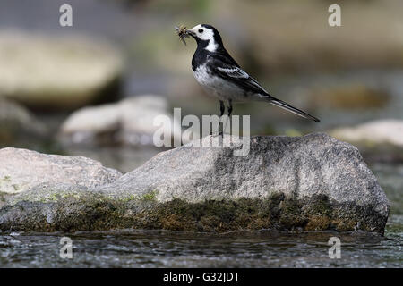 Trauerschnäpper Bachstelze (Motacilla Alba) Stand auf einem Felsen am Fluss. Schnabel voller fliegen. Aufgenommen in Angus, Schottland. Stockfoto