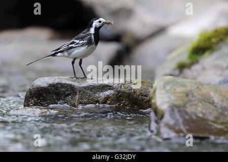 Trauerschnäpper Bachstelze (Motacilla Alba) Stand auf einem Felsen am Fluss. Schnabel voller fliegen. Aufgenommen in Angus, Schottland. Stockfoto