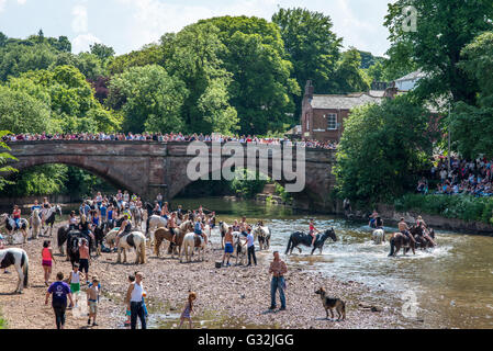 Appleby in Westmorland, Cumbria, UK. Kundenansturm die traditionellen Fußwaschung Pferde im Fluss Eden Appleby Horse ansehen Stockfoto