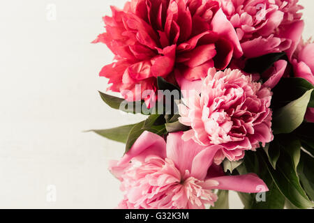 Sommer Blumen Hintergrund mit rosa und roten Pfingstrosen Stockfoto