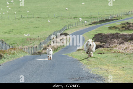 Zu Fuß auf leere Asphaltstraße neben ausgewachsene Schafe Lamm Stockfoto