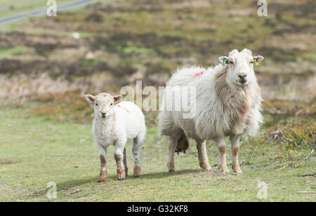 Lamm und Schaf unter den grünen Weiden In Wales Stockfoto