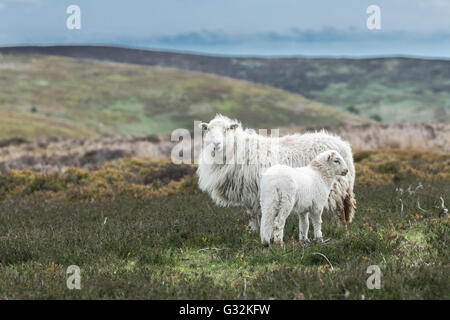 Lamm und Schaf unter den wilden Hügellandschaft in Wales Stockfoto