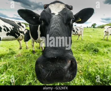 Kühe Head Extreme Close Up Stockfoto