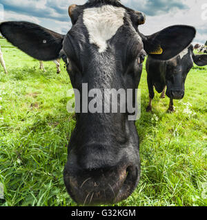 Kreativer Kopf schießen von schwarz-weiß Rindern auf frischen grünen Weiden, Nahaufnahme Stockfoto
