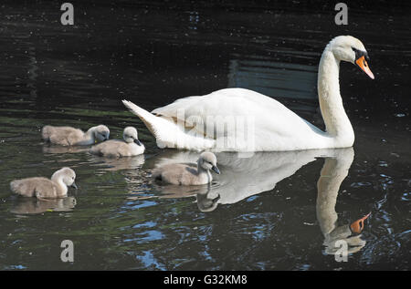 Ein Blick auf eine Mutter Schwan Schwimmen mit ihrem Baby Cygnets neben Stockfoto