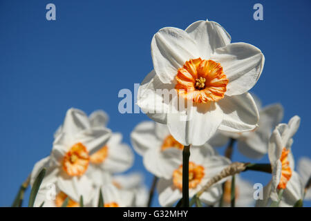 Weiße Narzisse Blüte Stockfoto