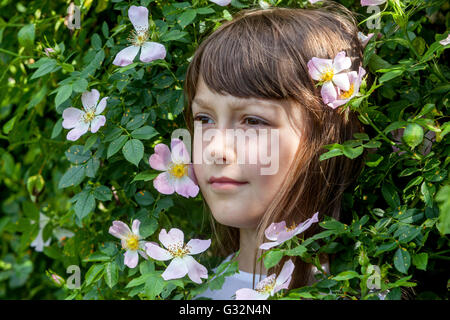 Das Alter der Unschuld, 7 Jahre altes Mädchen Gesicht in einem Busch von Rosen Blumen, Mädchen Spiele Braut Stockfoto