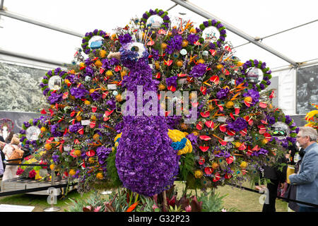 RHS Chelsea Flower Show 2016 großen Pavillon Blume Pfau Stockfoto