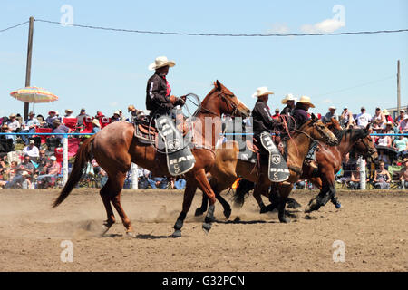 Cowboys in einem Rodeo in Alberta, Kanada Stockfoto