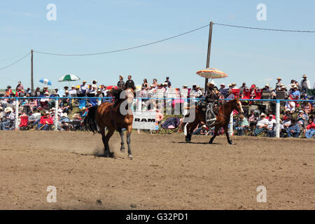 Cowboy und Pferd in einem Rodeo in Alberta, Kanada Stockfoto