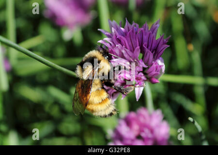 Eine Hummel (Bombus) auf einer Blüte Schnittlauch (Allium Schoenoprasum). Stockfoto