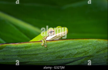 Amerikanischer Grünbaumbrosch (Hyla cinerea) auf Blatt sitzend, Florida, Vereinigte Staaten Stockfoto