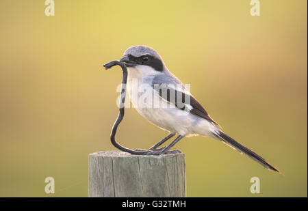 Loggerhead-Garnelenvogel (Lanius ludovicianus) mit geköpft ringhaltiger (diadophis punctatus) Schlange im Schnabel, Florida, Vereinigte Staaten Stockfoto