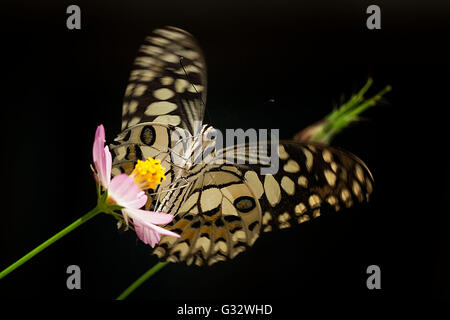 Schmetterling auf einer Blume, Jember, Ost-Java, Indonesien Stockfoto