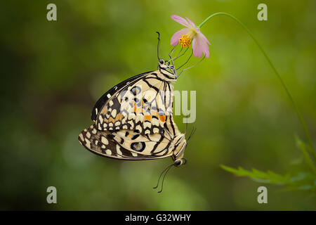 Zwei Schmetterlinge Paarung Jember, Ost-Java, Indonesien Stockfoto