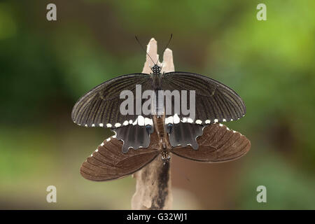 Zwei Schmetterlinge Paarung Jember, Ost-Java, Indonesien Stockfoto