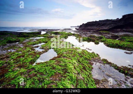 Moos bedeckte Felsen am Mengening Strand bei Ebbe, Bali, Indonesien Stockfoto