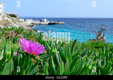 "Ice Plant" [Khoi Edulis] in voller Blüte am Strand, Insel Levanzo Aegadian, Sizilien Stockfoto