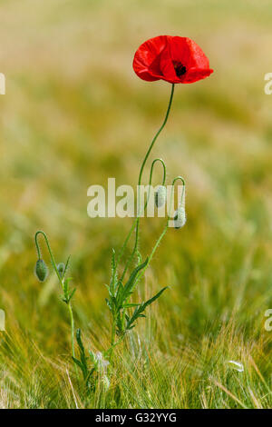 rote Blume des Mohns im Maisfeld Stockfoto