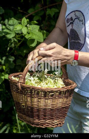 Frau pflückt Holunderblüten, sambucus nigra Blume in den Korbkorb gelegt Stockfoto