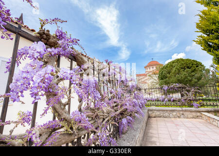 Blühende blaue Wisteria Sinensis auf Zaun in Kefalonia Griechenland Stockfoto