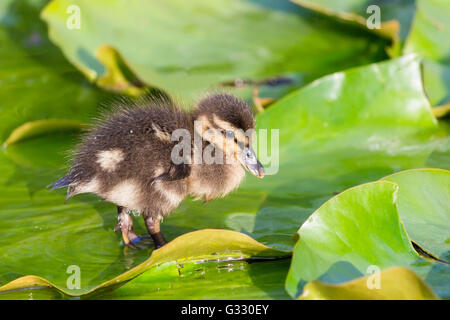 Braun Baby Ente zu Fuß auf Seerose Blätter im Frühling Stockfoto