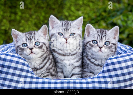 Drei junge britische Kurzhaar Schwarz Silber Tabby spotted Kitten sitzen in karierten Korb Stockfoto