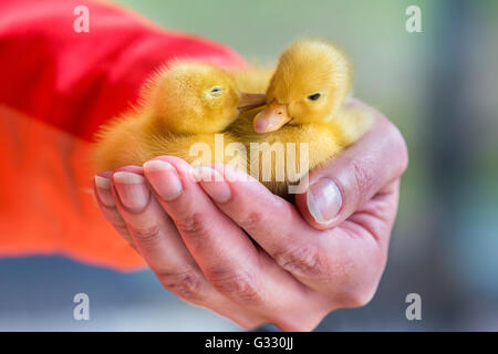 Zwei Neugeborene gelbe Entenküken auf weibliche Hand sitzen Stockfoto